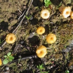 Lichenomphalia chromacea (Yellow Navel) at Symonston, ACT - 13 Oct 2020 by RobParnell