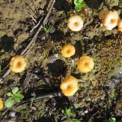 Lichenomphalia chromacea (Yellow Navel) at Symonston, ACT - 12 Oct 2020 by RobParnell