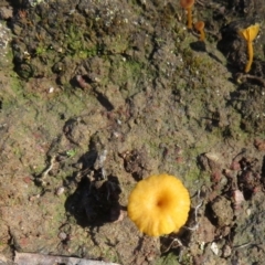 Lichenomphalia chromacea at Symonston, ACT - 13 Oct 2020