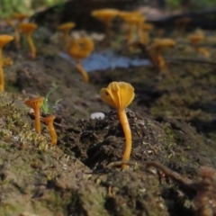 Lichenomphalia chromacea at Symonston, ACT - 13 Oct 2020