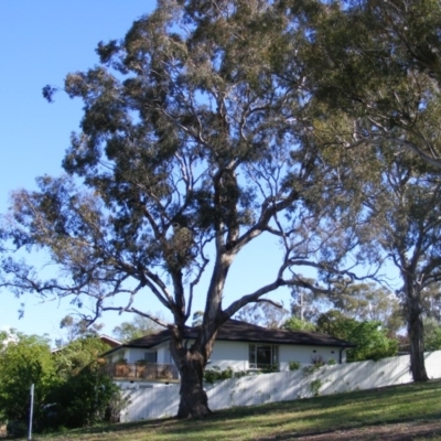 Eucalyptus melliodora (Yellow Box) at Curtin, ACT - 18 Oct 2020 by MichaelMulvaney