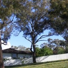 Eucalyptus melliodora (Yellow Box) at Curtin, ACT - 18 Oct 2020 by MichaelMulvaney