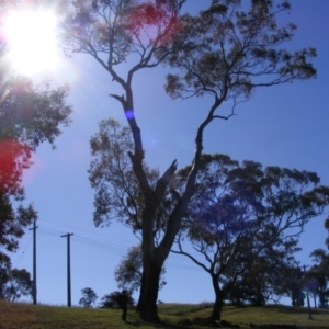 Eucalyptus melliodora at Curtin, ACT - 18 Oct 2020