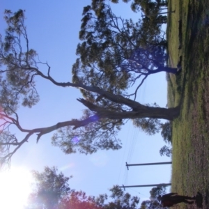 Eucalyptus melliodora at Curtin, ACT - 18 Oct 2020