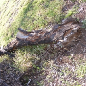 Eucalyptus melliodora at Curtin, ACT - 18 Oct 2020