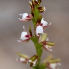 Paraprasophyllum brevilabre (Short-lip Leek Orchid) at Budawang, NSW - 14 Oct 2020 by LisaH