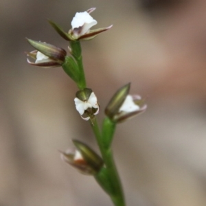 Prasophyllum brevilabre at Budawang, NSW - 14 Oct 2020