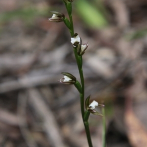 Prasophyllum brevilabre at Budawang, NSW - 14 Oct 2020