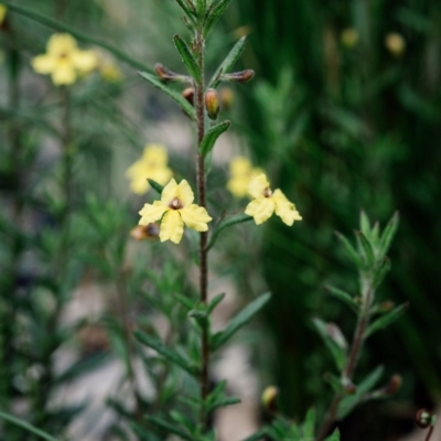 Goodenia heterophylla (Variable-leaved Goodenia) at Morton National Park - 18 Oct 2020 by Boobook38