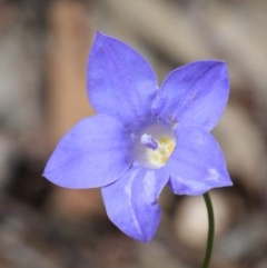 Wahlenbergia capillaris (Tufted Bluebell) at O'Connor, ACT - 17 Oct 2020 by ConBoekel