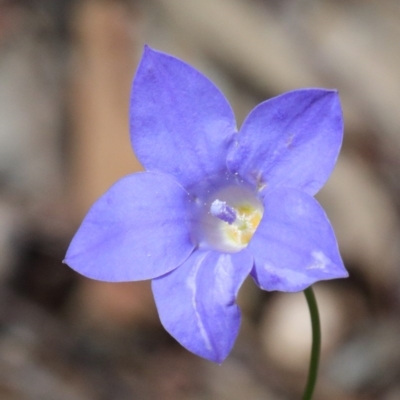 Wahlenbergia capillaris (Tufted Bluebell) at O'Connor, ACT - 17 Oct 2020 by ConBoekel