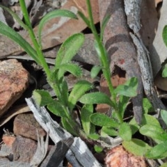 Wahlenbergia capillaris at O'Connor, ACT - 17 Oct 2020