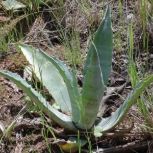 Aloe sp. at O'Connor, ACT - 17 Oct 2020 11:05 AM