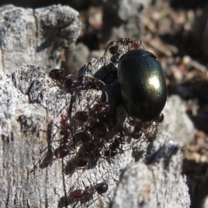 Papyrius nitidus at Symonston, ACT - suppressed