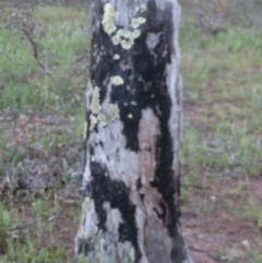 Papyrius nitidus at Symonston, ACT - suppressed