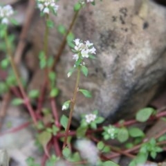 Poranthera microphylla at Budawang, NSW - 14 Oct 2020