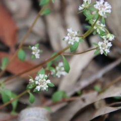 Poranthera microphylla at Budawang, NSW - 14 Oct 2020