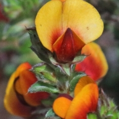 Pultenaea procumbens (Bush Pea) at O'Connor, ACT - 16 Oct 2020 by ConBoekel