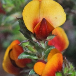 Pultenaea procumbens at O'Connor, ACT - 17 Oct 2020 10:30 AM