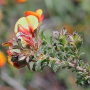 Pultenaea procumbens at O'Connor, ACT - 17 Oct 2020 10:30 AM