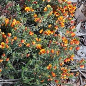 Pultenaea procumbens at O'Connor, ACT - 17 Oct 2020 10:30 AM