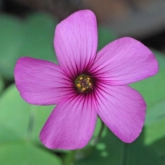 Oxalis articulata (Shamrock) at O'Connor, ACT - 20 Oct 2020 by ConBoekel