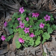 Oxalis articulata at O'Connor, ACT - 20 Oct 2020 01:11 PM