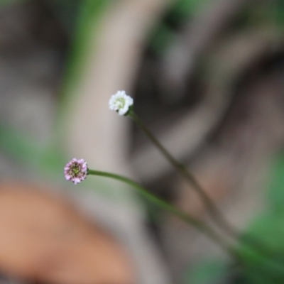 Lagenophora stipitata (Common Lagenophora) at Budawang, NSW - 14 Oct 2020 by LisaH