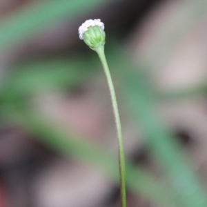 Lagenophora stipitata at Budawang, NSW - 14 Oct 2020