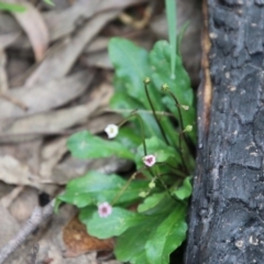 Lagenophora stipitata at Budawang, NSW - 14 Oct 2020