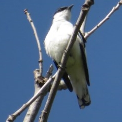 Lalage tricolor (White-winged Triller) at Sullivans Creek, Turner - 13 Oct 2020 by RobParnell