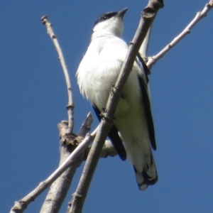 Lalage tricolor at Turner, ACT - 13 Oct 2020