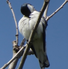 Lalage tricolor at Turner, ACT - 13 Oct 2020