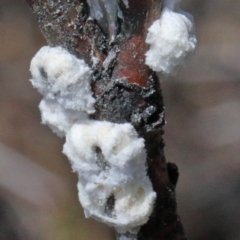 Pseudococcidae sp. (family) (A mealybug) at O'Connor, ACT - 17 Oct 2020 by ConBoekel