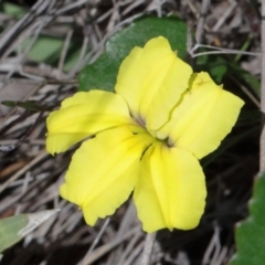 Goodenia hederacea subsp. hederacea (Ivy Goodenia, Forest Goodenia) at O'Connor, ACT - 17 Oct 2020 by ConBoekel