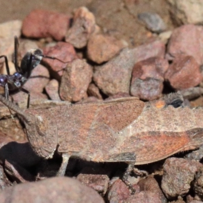 Goniaea opomaloides (Mimetic Gumleaf Grasshopper) at O'Connor, ACT - 17 Oct 2020 by ConBoekel