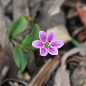 Schelhammera undulata at Budawang, NSW - 14 Oct 2020