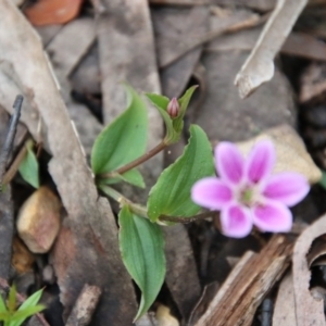 Schelhammera undulata at Budawang, NSW - 14 Oct 2020