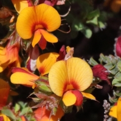 Pultenaea procumbens (Bush Pea) at O'Connor, ACT - 16 Oct 2020 by ConBoekel