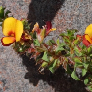 Pultenaea procumbens at O'Connor, ACT - 17 Oct 2020 10:46 AM