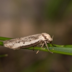 Philobota lysizona at Melba, ACT - 12 Oct 2020