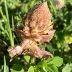 Orobanche minor (Broomrape) at Griffith, ACT - 13 Oct 2020 by AlexKirk