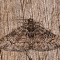 Epyaxa sodaliata (Sodaliata Moth, Clover Moth) at Melba, ACT - 12 Oct 2020 by kasiaaus