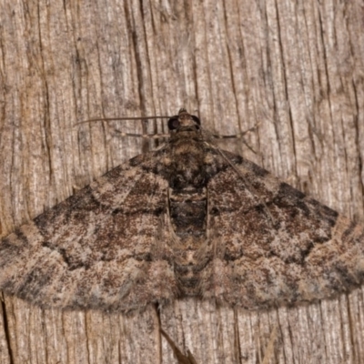 Epyaxa sodaliata (Sodaliata Moth, Clover Moth) at Melba, ACT - 12 Oct 2020 by kasiaaus