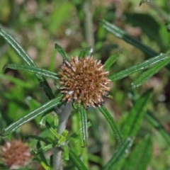 Euchiton sphaericus (Star Cudweed) at O'Connor, ACT - 16 Oct 2020 by ConBoekel