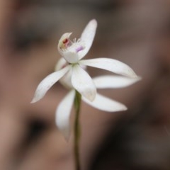 Caladenia ustulata (Brown Caps) at Budawang, NSW - 14 Oct 2020 by LisaH