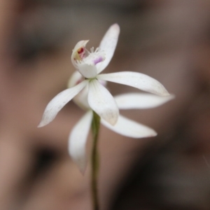 Caladenia ustulata at Budawang, NSW - suppressed