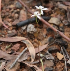 Caladenia ustulata at Budawang, NSW - 14 Oct 2020
