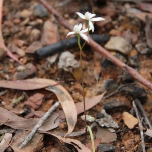 Caladenia ustulata at Budawang, NSW - suppressed