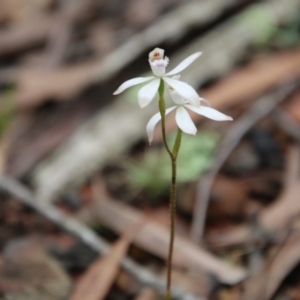 Caladenia ustulata at Budawang, NSW - suppressed